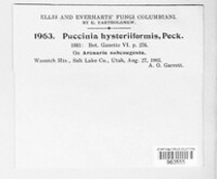 Puccinia hysteriiformis image